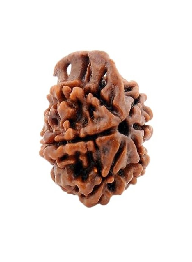 IRIS GEMS 6 mukhi ganesh rudraksha original lab tested with aaa+ rated quality for pendant bracelet genuine Chah mukhi rudraksh chhah mukhi rudraksha गणेश रुद्राक्ष छह मुखी रुद्राक्ष ओरिजिनल सर्टिफाइड - Image 1