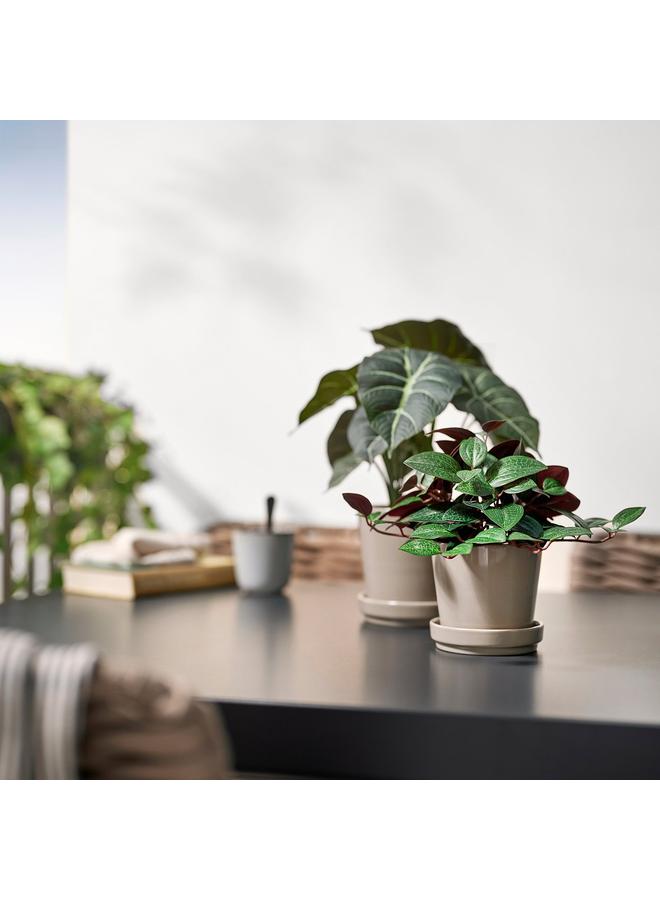 erorex Artificial Potted Plant, In/Outdoor Jewel Orchid, 9 Cm - Image 3