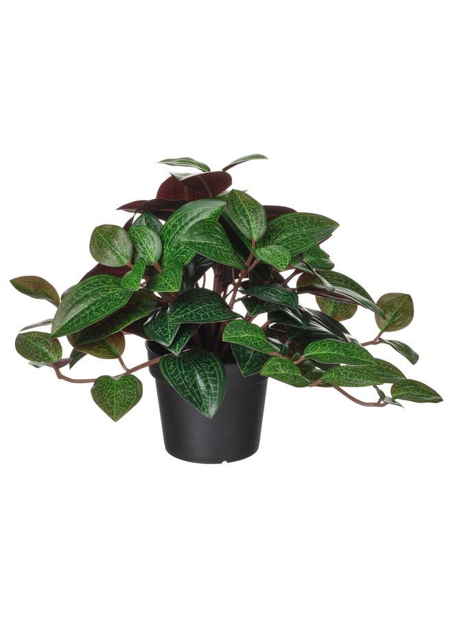 erorex Artificial Potted Plant, In/Outdoor Jewel Orchid, 9 Cm - Image 1