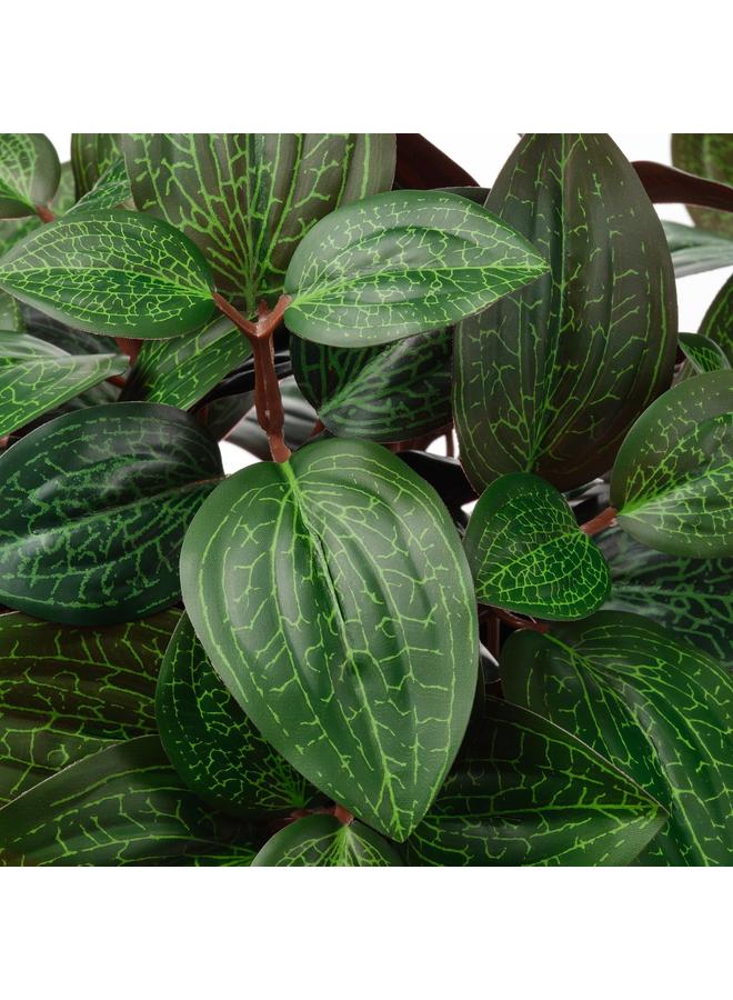 erorex Artificial Potted Plant, In/Outdoor Jewel Orchid, 9 Cm - Image 4