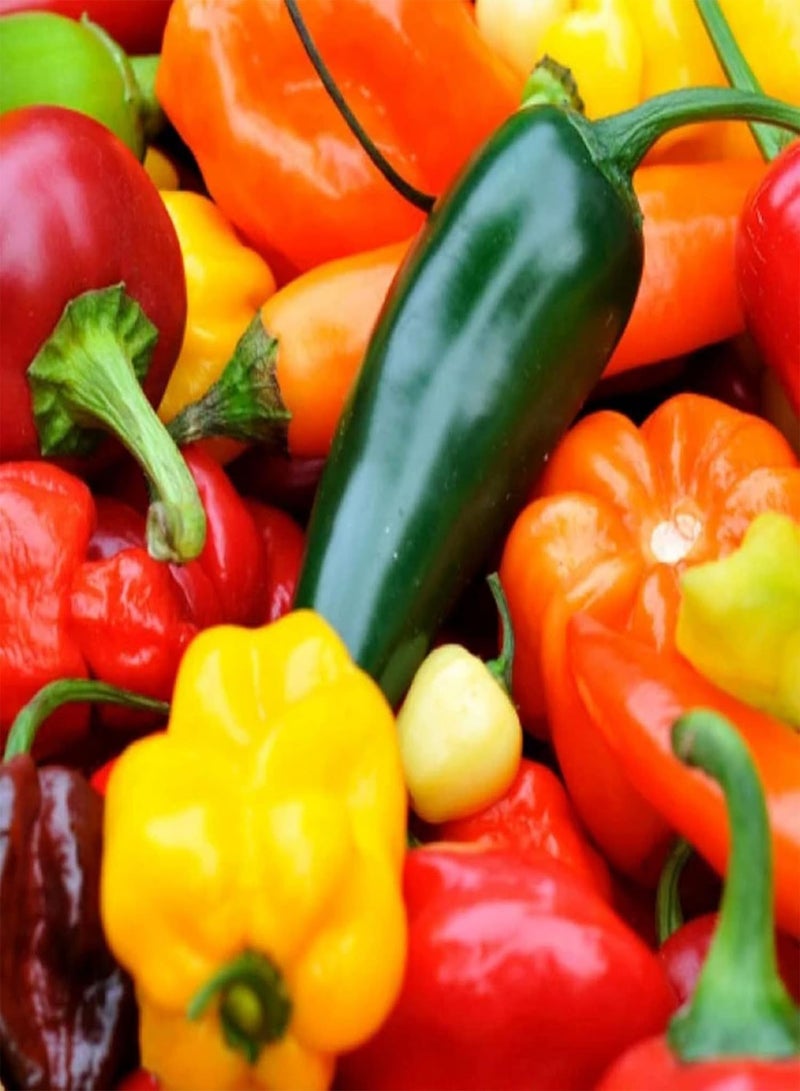 GGOOT Chilli Pepper Seeds Grown UK/Refreshing Spicy Vegetables/Heirloom Garden Seeds/Quality Organic Seeds/Organic Planting Beautify The Environment/Aromatic Plants/Perennial Herb-100 Seeds - Image 1