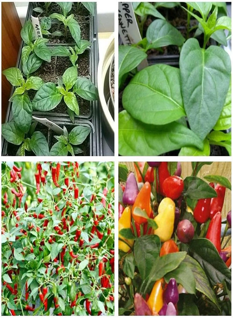 GGOOT Chilli Pepper Seeds Grown UK/Refreshing Spicy Vegetables/Heirloom Garden Seeds/Quality Organic Seeds/Organic Planting Beautify The Environment/Aromatic Plants/Perennial Herb-100 Seeds - Image 2