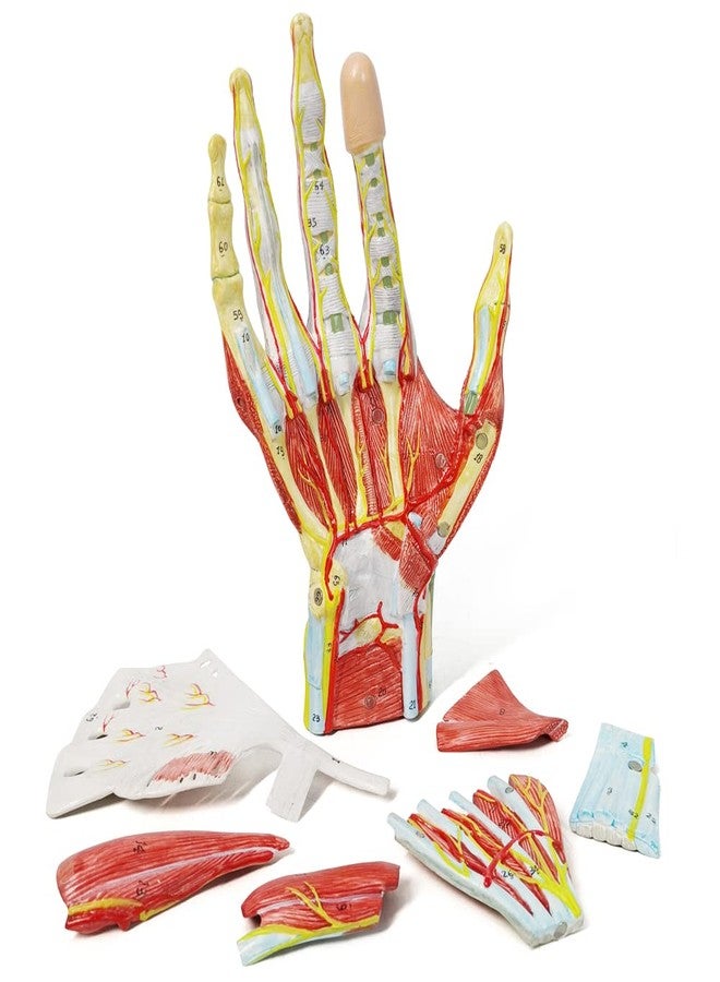 EVOTECH SCIENTIFIC Numbered Hand Anatomical Skeleton Model W/Bones Muscles Ligaments Nerves and Blood Vessels, 7 Parts Life Size Hand Joint Anatomy Model for Medical Classroom Teaching Study - Image 2