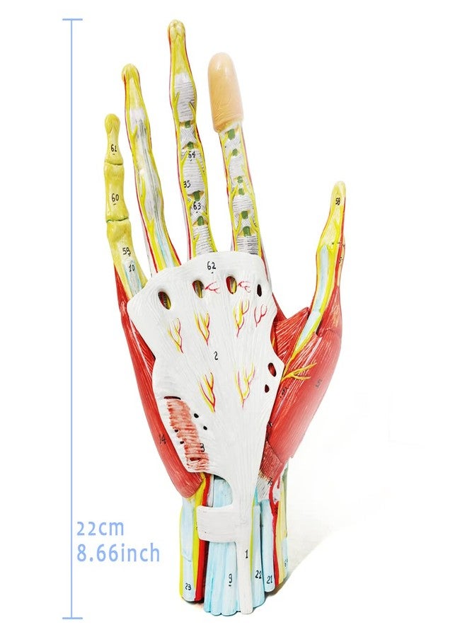EVOTECH SCIENTIFIC Numbered Hand Anatomical Skeleton Model W/Bones Muscles Ligaments Nerves and Blood Vessels, 7 Parts Life Size Hand Joint Anatomy Model for Medical Classroom Teaching Study - Image 3