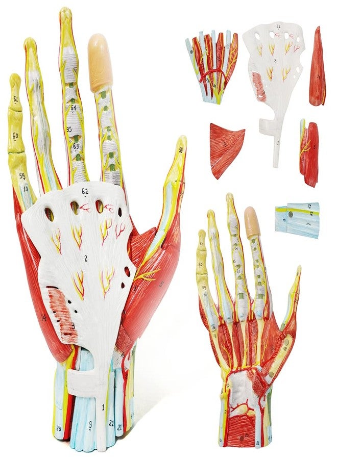 EVOTECH SCIENTIFIC Numbered Hand Anatomical Skeleton Model W/Bones Muscles Ligaments Nerves and Blood Vessels, 7 Parts Life Size Hand Joint Anatomy Model for Medical Classroom Teaching Study - Image 1