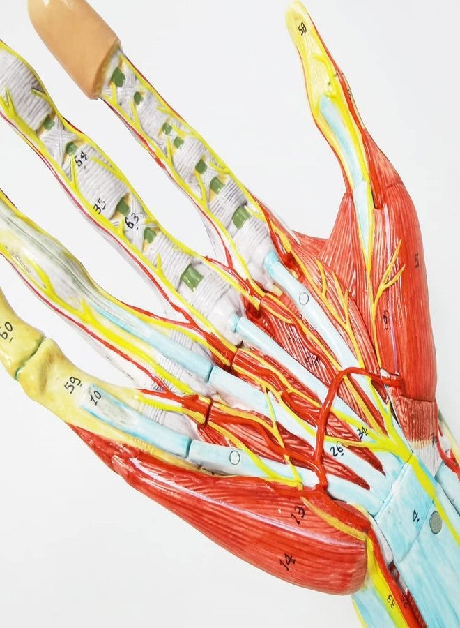 EVOTECH SCIENTIFIC Numbered Hand Anatomical Skeleton Model W/Bones Muscles Ligaments Nerves and Blood Vessels, 7 Parts Life Size Hand Joint Anatomy Model for Medical Classroom Teaching Study - Image 4