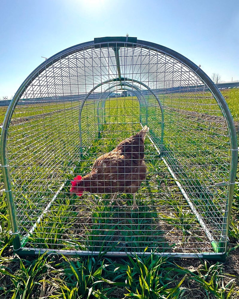 Gardenova Backyard Chicken Coop Run for 8â€“12 Chickens â€“ Outdoor Metal Chicken Tunnel, Predator-Proof, Easy Install, Suitable for Chickens, Ducks & Rabbits (118" x 26" x 23") - Image 5