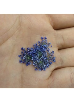 Sultan Herb - Dried Flower - Blue