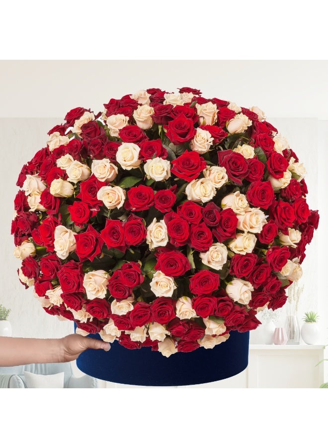 Fresh Live 50 Red and 50 White Roses Bouquet in A Box