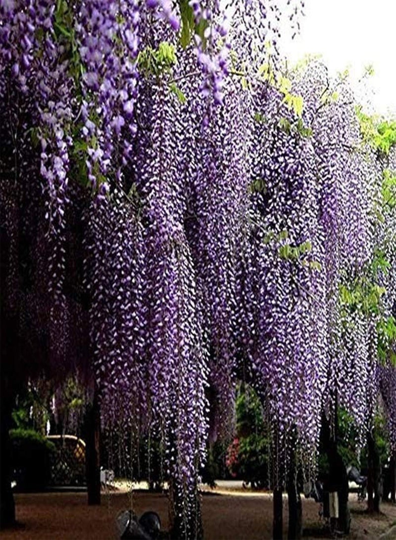 GGOOT 20Pcs Wisteria Seeds Heirloom Non-GMO Tree Seed Outdoor Planting Viewing Amethyst Waterfall Wisteria Variety Courtyard Decoration - Image 1