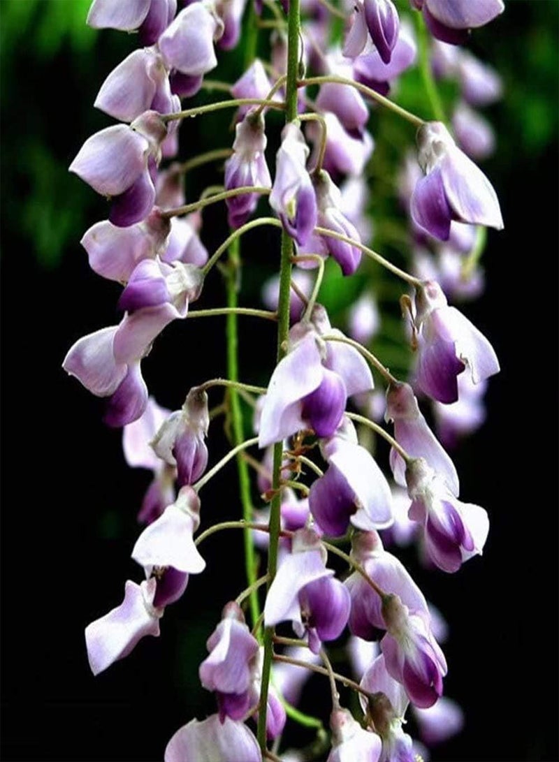 GGOOT 20Pcs Wisteria Seeds Heirloom Non-GMO Tree Seed Outdoor Planting Viewing Amethyst Waterfall Wisteria Variety Courtyard Decoration - Image 2