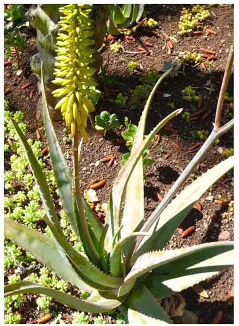 GGOOT seeds   Aloe vera (Aloe vera syn. Aloe barbadensis Mill.)   10 seeds   seeds