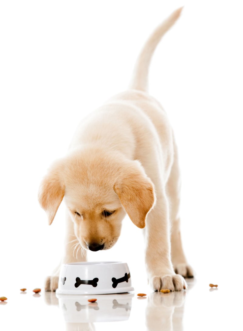 Schesir طعام جاف للد puppies الصغيرة بالدجاج 2 كجم - Image 2