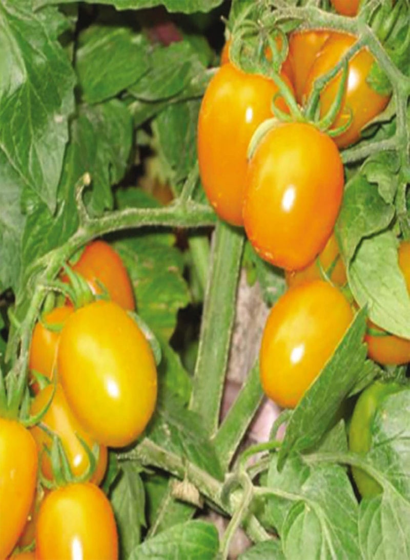 GGOOT 50Pcs Yellow Pear Tomato Seeds Garden Delicious Vegetable Seeds Non-GMO Fresh Garden Seeds Tomato Seeds - Image 3