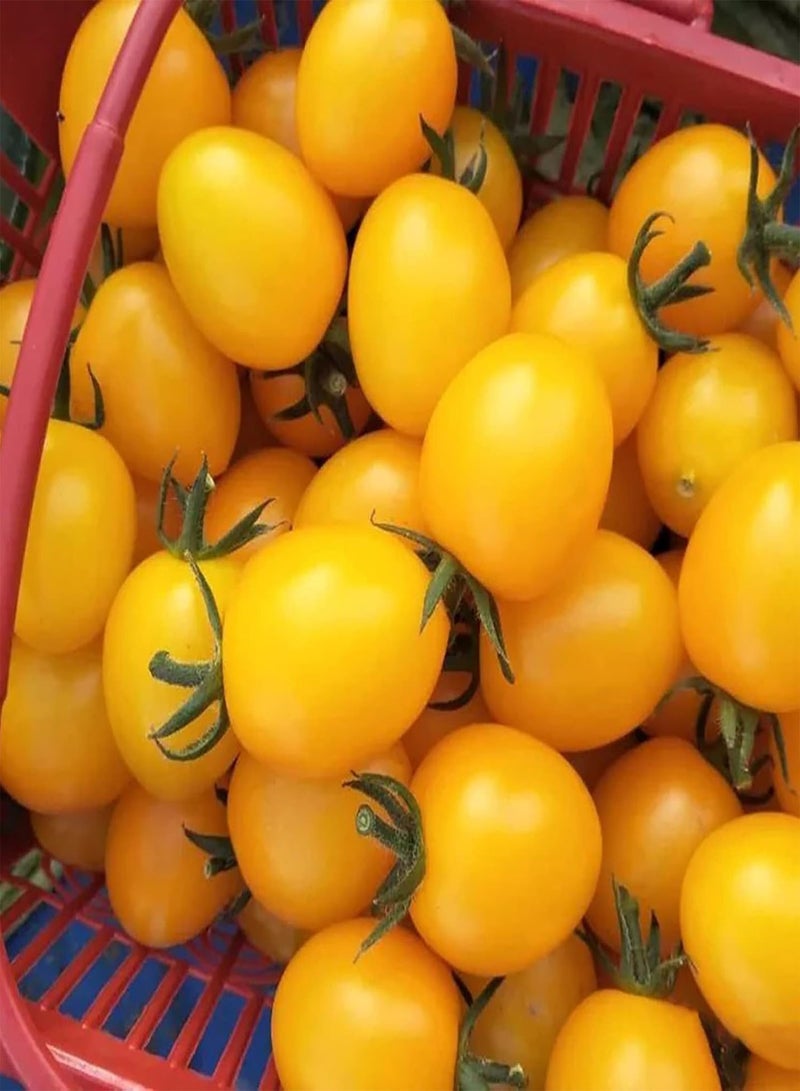 GGOOT 50Pcs Yellow Pear Tomato Seeds Garden Delicious Vegetable Seeds Non-GMO Fresh Garden Seeds Tomato Seeds - Image 4