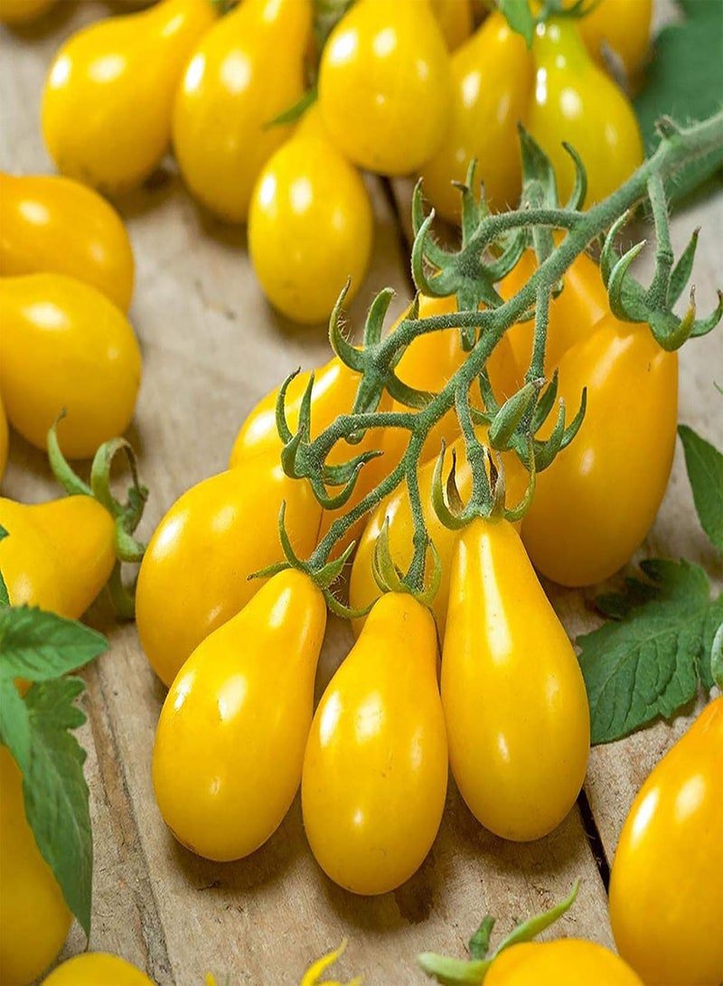 GGOOT 50Pcs Yellow Pear Tomato Seeds Garden Delicious Vegetable Seeds Non-GMO Fresh Garden Seeds Tomato Seeds - Image 1