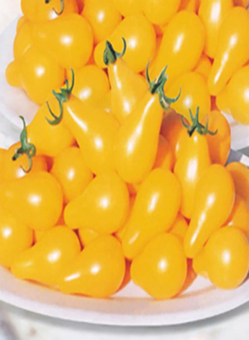 GGOOT 50Pcs Yellow Pear Tomato Seeds Garden Delicious Vegetable Seeds Non-GMO Fresh Garden Seeds Tomato Seeds - Image 5