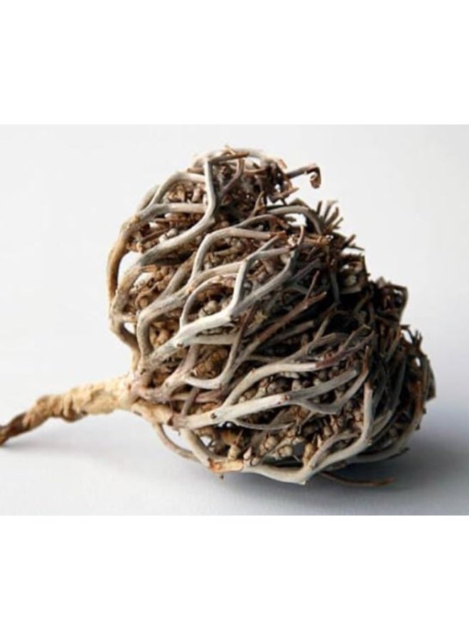 Premium Maryam Booti 100gm - Image 1