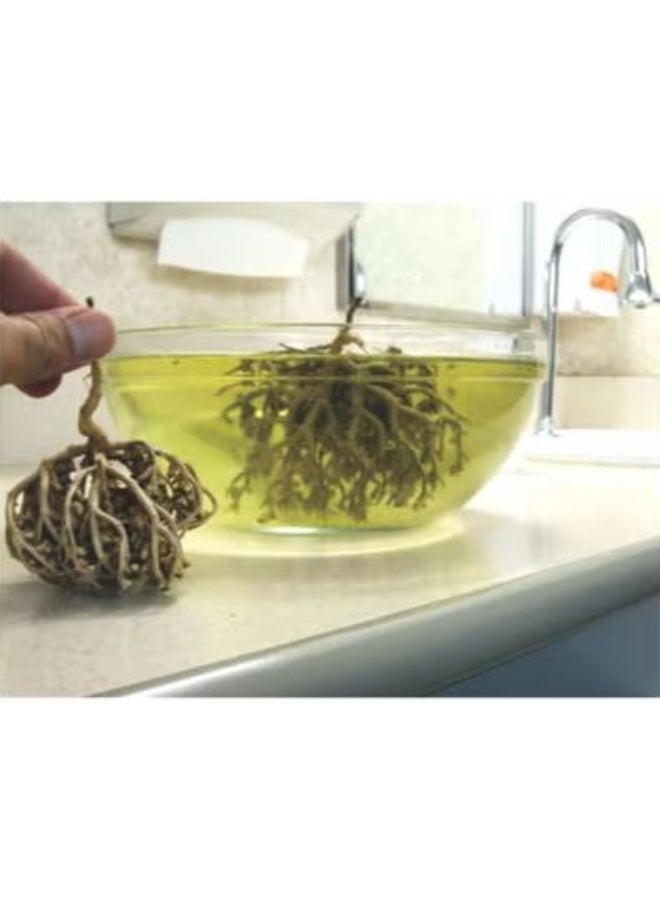 Premium Maryam Booti 100gm - Image 3