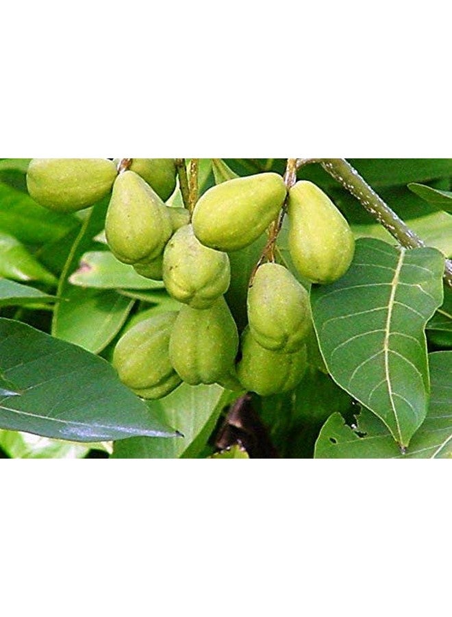 neotea مسحوق نيتويا كادوكاي هاريتاكي هاراد تيرميناليا تشيبولا 500 جرام - Image 5