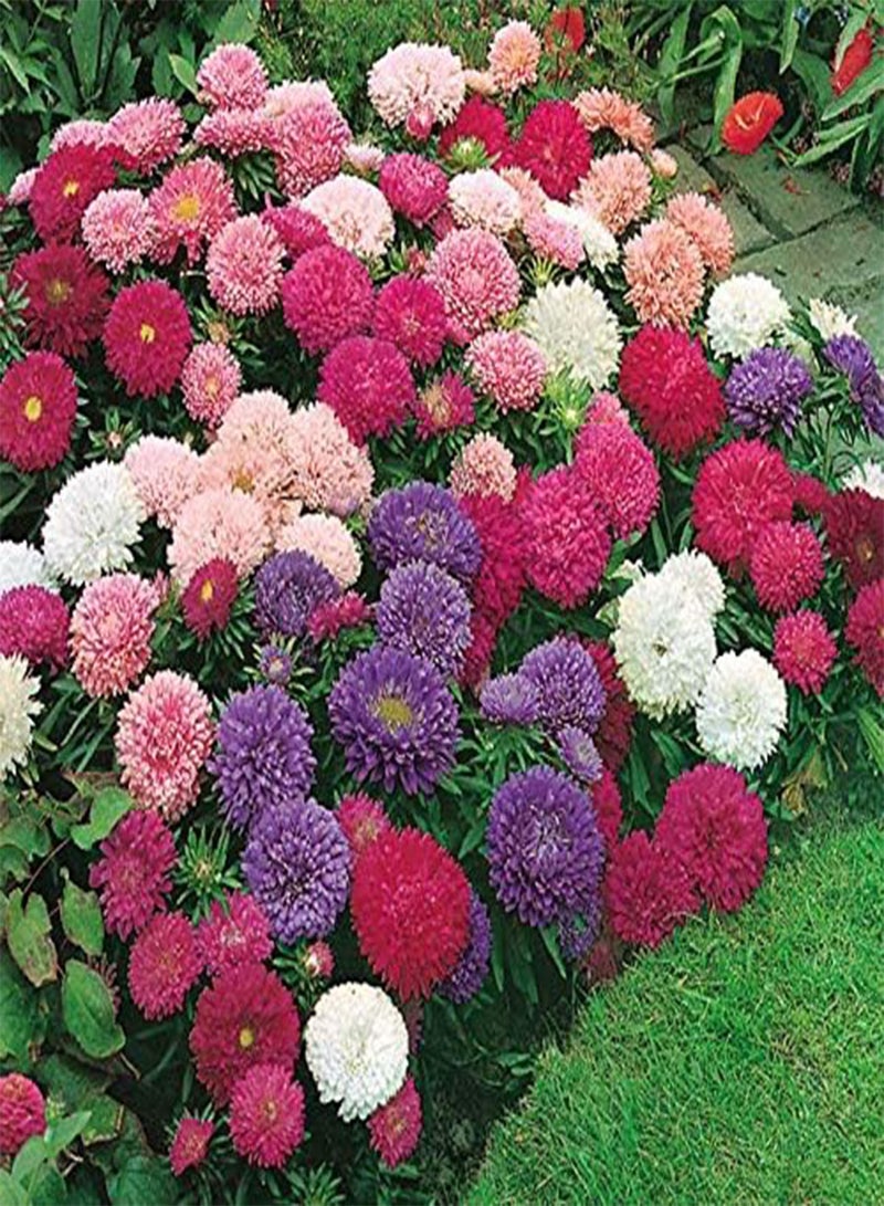 GGOOT seeds Fresh 100 pcs Aster Flower seeds for Planting Mixed