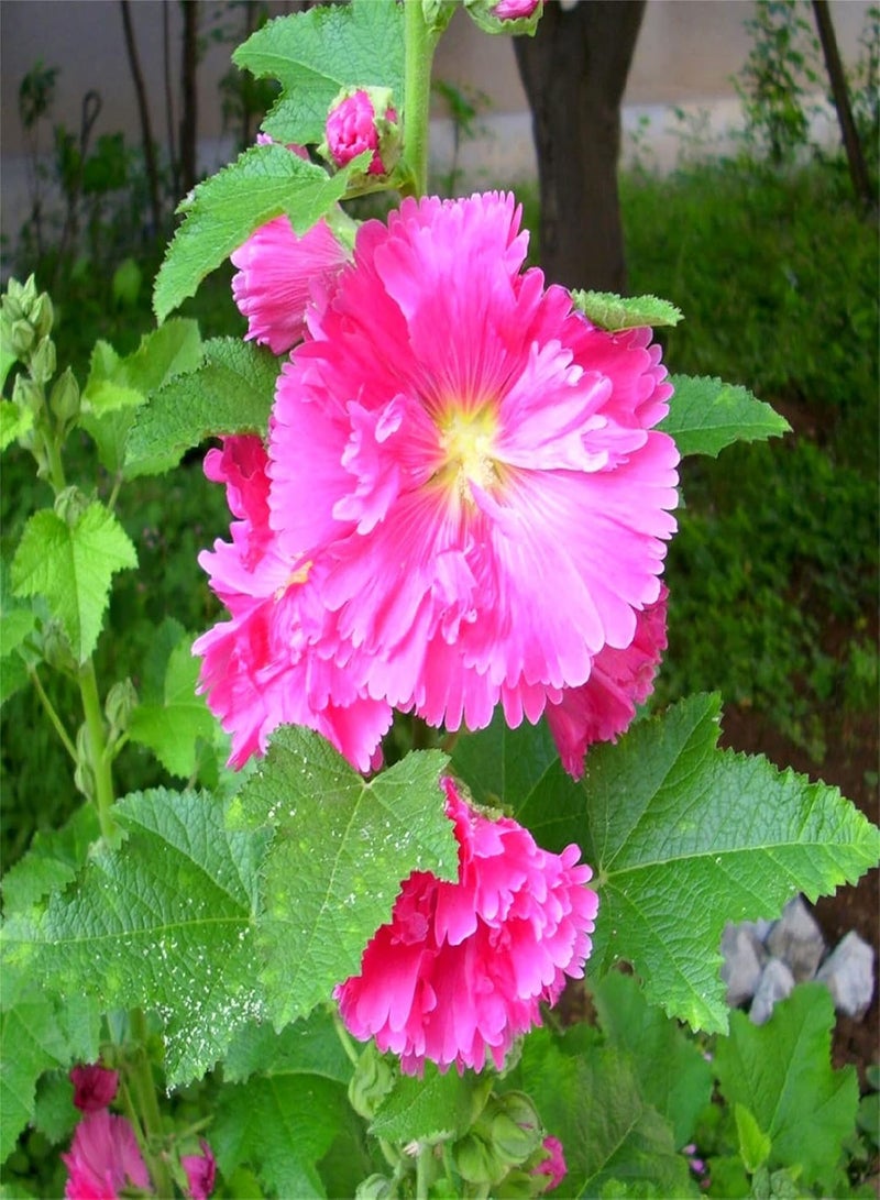 GGOOT Hollyhock Seeds/Potted Garden Plants/Absolutely Flower Seed/Provoked Envy Aromatic Plants/Enjoy Fun of Gardening - Image 1