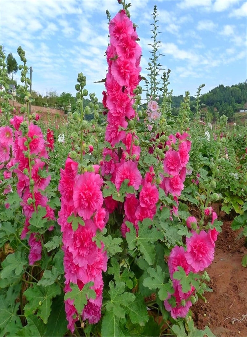 GGOOT Hollyhock Seeds/Potted Garden Plants/Absolutely Flower Seed/Provoked Envy Aromatic Plants/Enjoy Fun of Gardening - Image 2