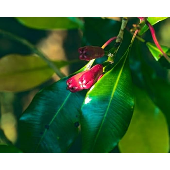 Herb Pharm Certified Organic Clove Liquid Extract - 1 Ounce - Image 4