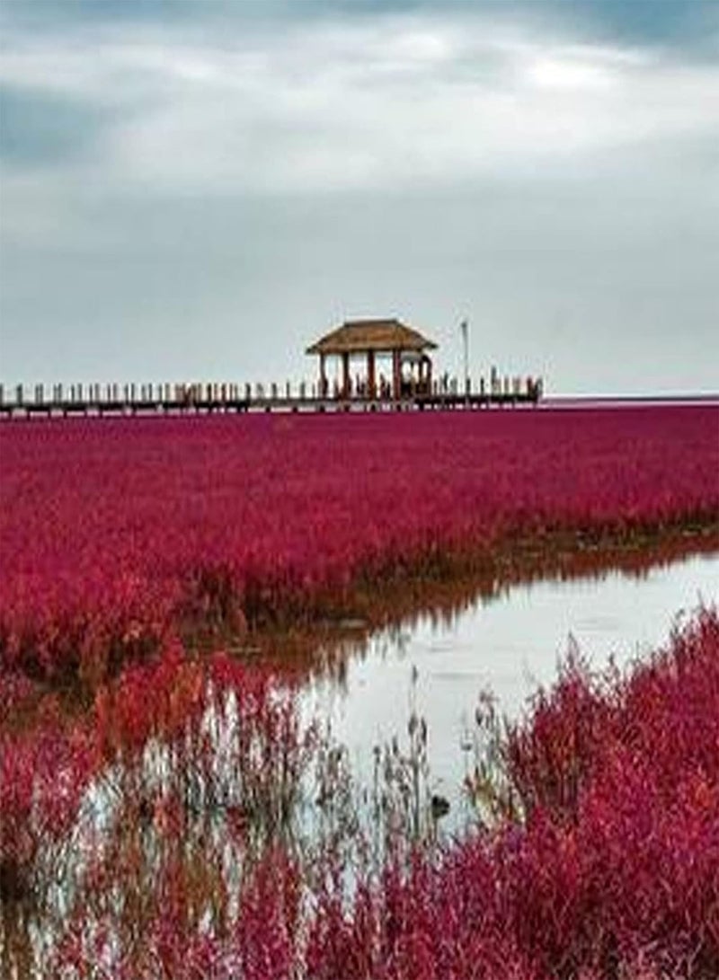 جي جوت بذور 100 قطعة/كيس بذور سويدا جلاوكا أوراق حمراء طازجة تحتوي على بروتين شتلات سويدا جلاوكا منتجة لبستنة الفناء بذور لـ - Image 5