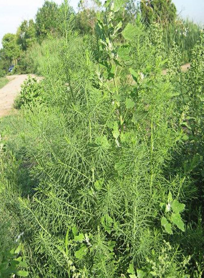 جي جوت بذور 100 قطعة/كيس بذور سويدا جلاوكا أوراق حمراء طازجة تحتوي على بروتين شتلات سويدا جلاوكا منتجة لبستنة الفناء بذور لـ - Image 2