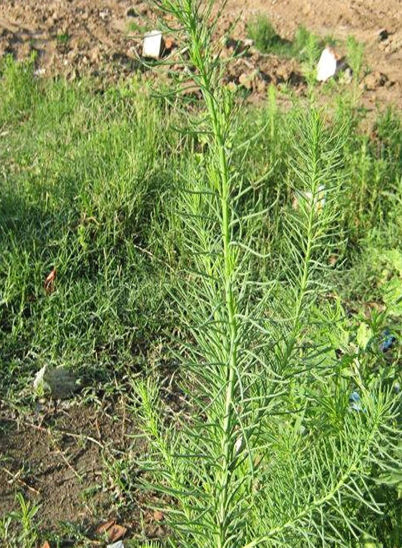 جي جوت بذور 100 قطعة/كيس بذور سويدا جلاوكا أوراق حمراء طازجة تحتوي على بروتين شتلات سويدا جلاوكا منتجة لبستنة الفناء بذور لـ - Image 1