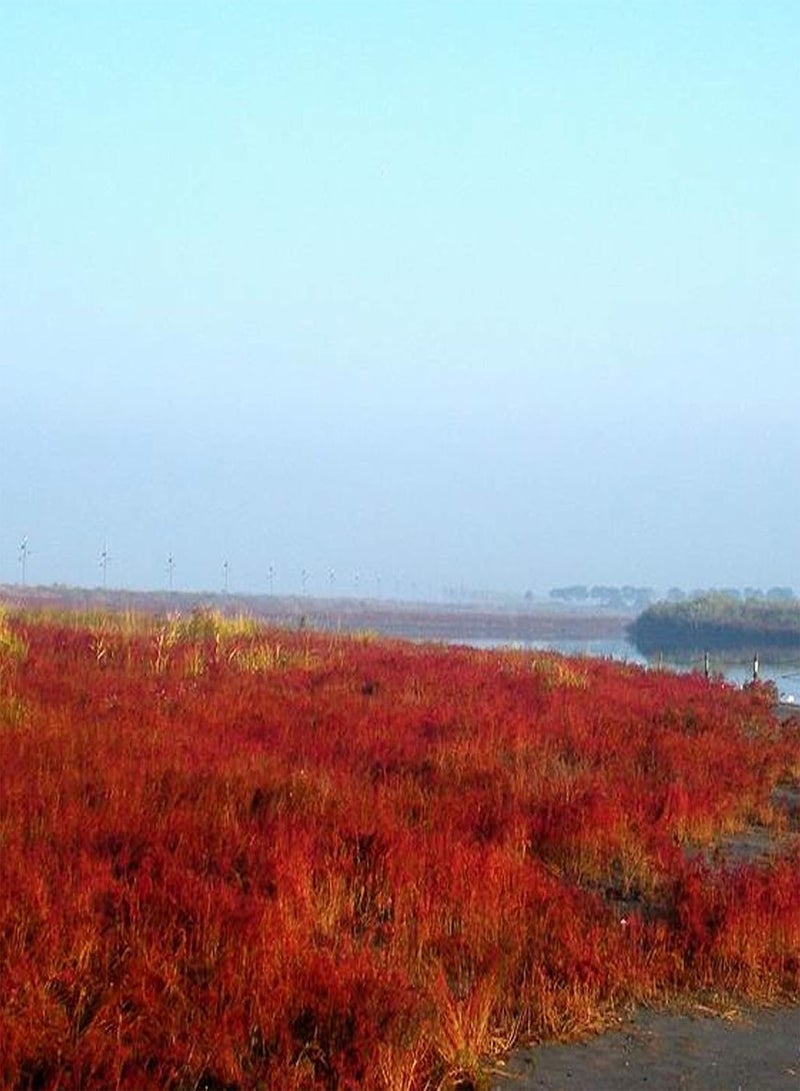 جي جوت بذور 100 قطعة/كيس بذور سويدا جلاوكا أوراق حمراء طازجة تحتوي على بروتين شتلات سويدا جلاوكا منتجة لبستنة الفناء بذور لـ - Image 4