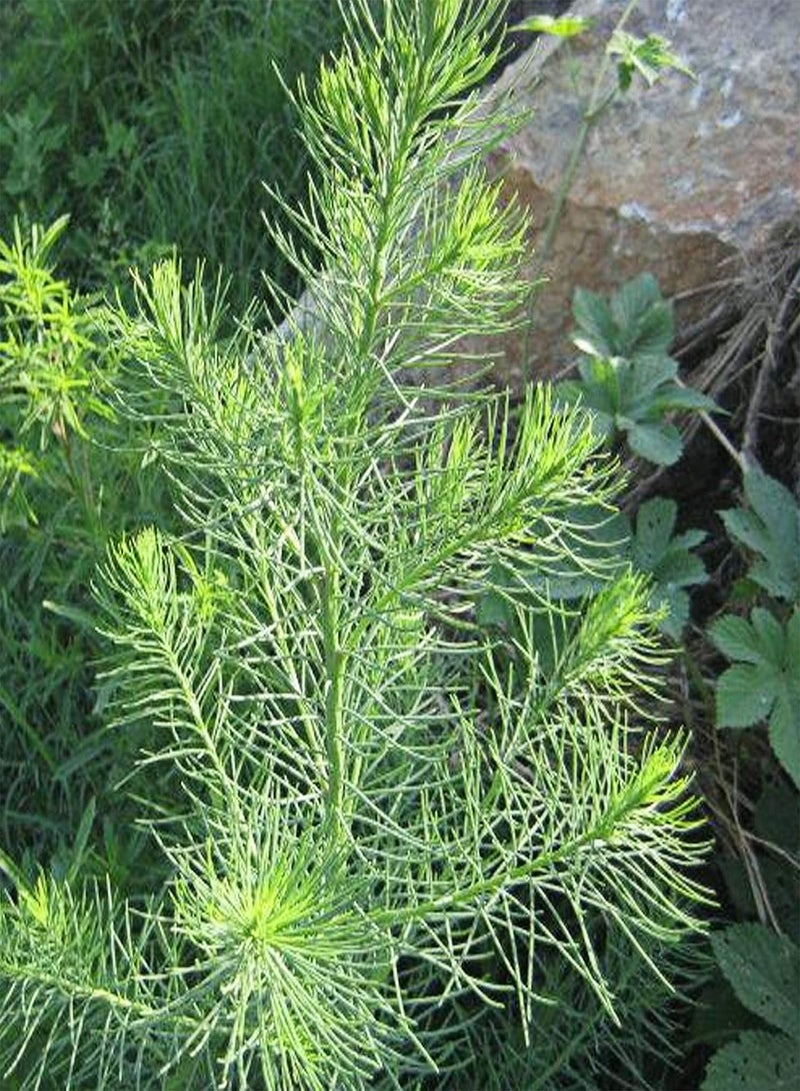 جي جوت بذور 100 قطعة/كيس بذور سويدا جلاوكا أوراق حمراء طازجة تحتوي على بروتين شتلات سويدا جلاوكا منتجة لبستنة الفناء بذور لـ - Image 3