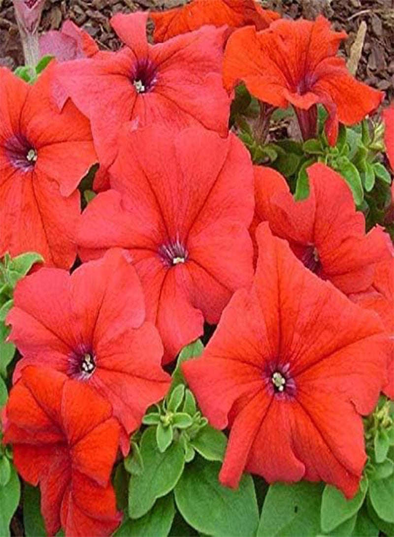 GGOOT seeds Fresh 100 pcs Hanging  Flower Seed for Planting red