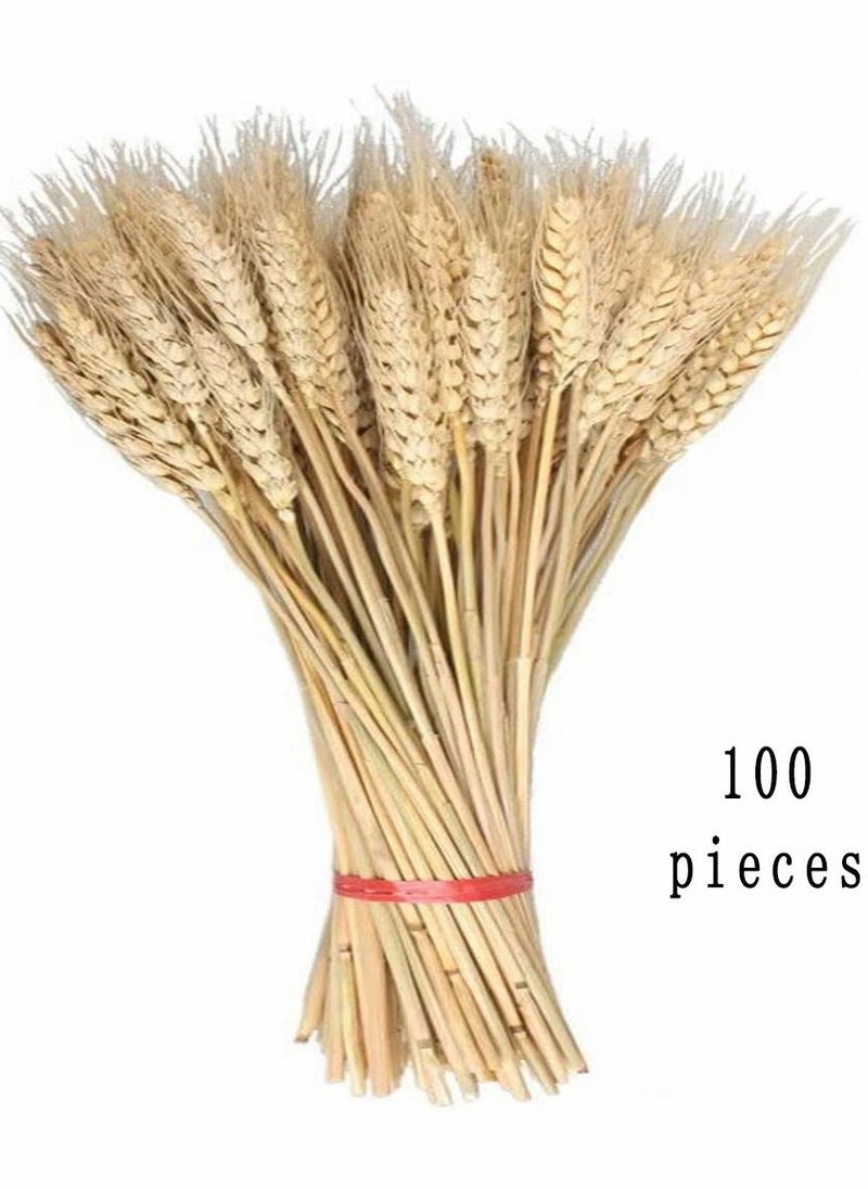 HomarKet 100 Pieces Dried Natural Wheat Sheave Bundle Premium Fall Arrangements with Natural Laces Burlap Craft Lace Ribbon Roll for DIY Design  - Image 2