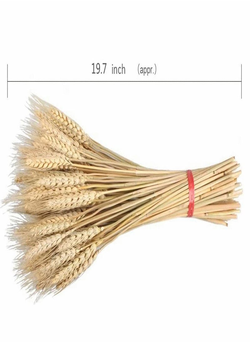 HomarKet 100 Pieces Dried Natural Wheat Sheave Bundle Premium Fall Arrangements with Natural Laces Burlap Craft Lace Ribbon Roll for DIY Design  - Image 3