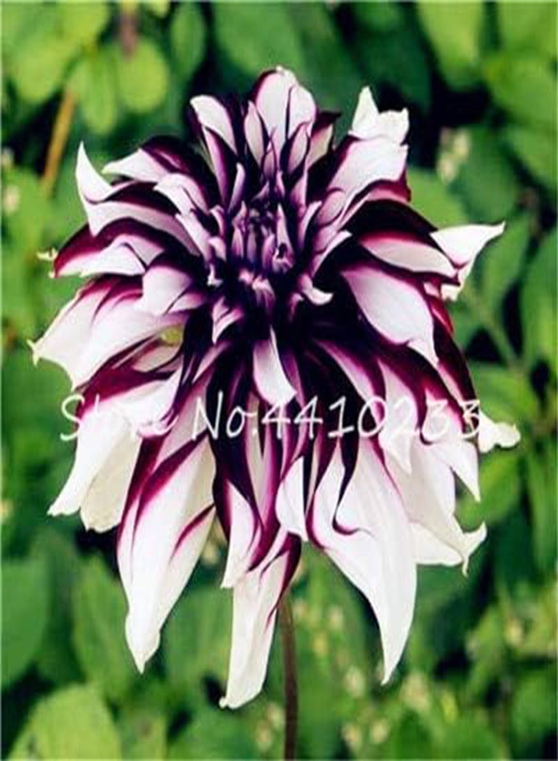 GGOOT New 60pcs Dahlia Flower Seeds for Gardening White Purple 1 - Image 1