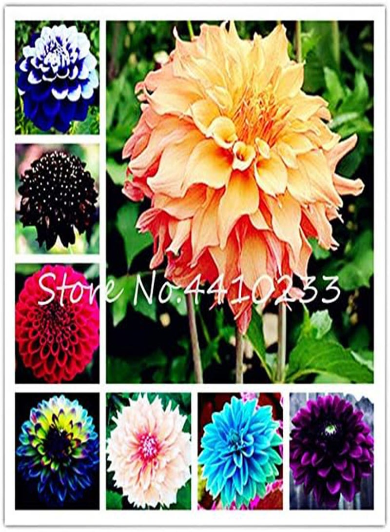 GGOOT New 60pcs Dahlia Flower Seeds for Gardening White Purple 1 - Image 2