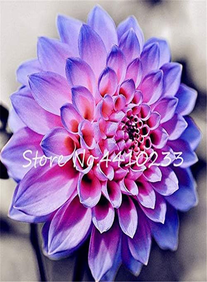 GGOOT New 60pcs Dahlia Flower Seeds for Gardening White Purple 1 - Image 3