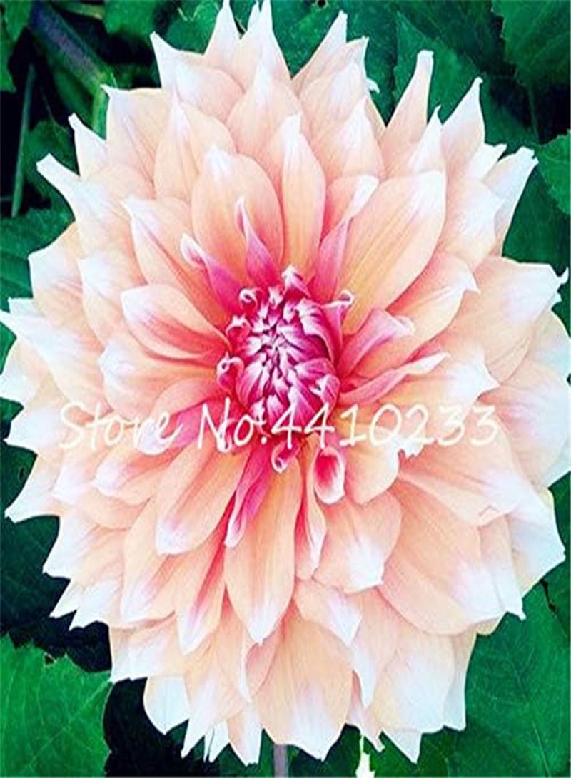GGOOT New 60pcs Dahlia Flower Seeds for Gardening White Purple 1 - Image 4