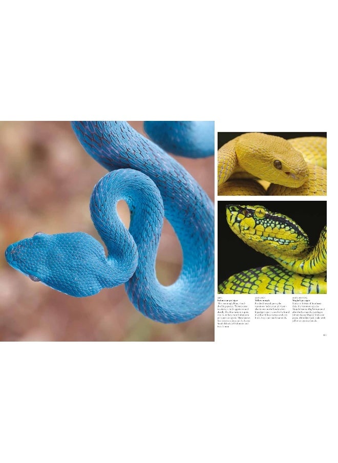 Snakes: From Vipers to Boa Constrictors  - Image 4