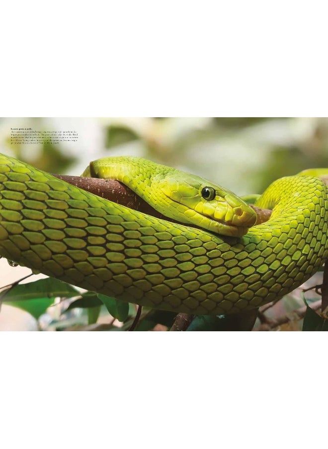 Snakes: From Vipers to Boa Constrictors  - Image 3