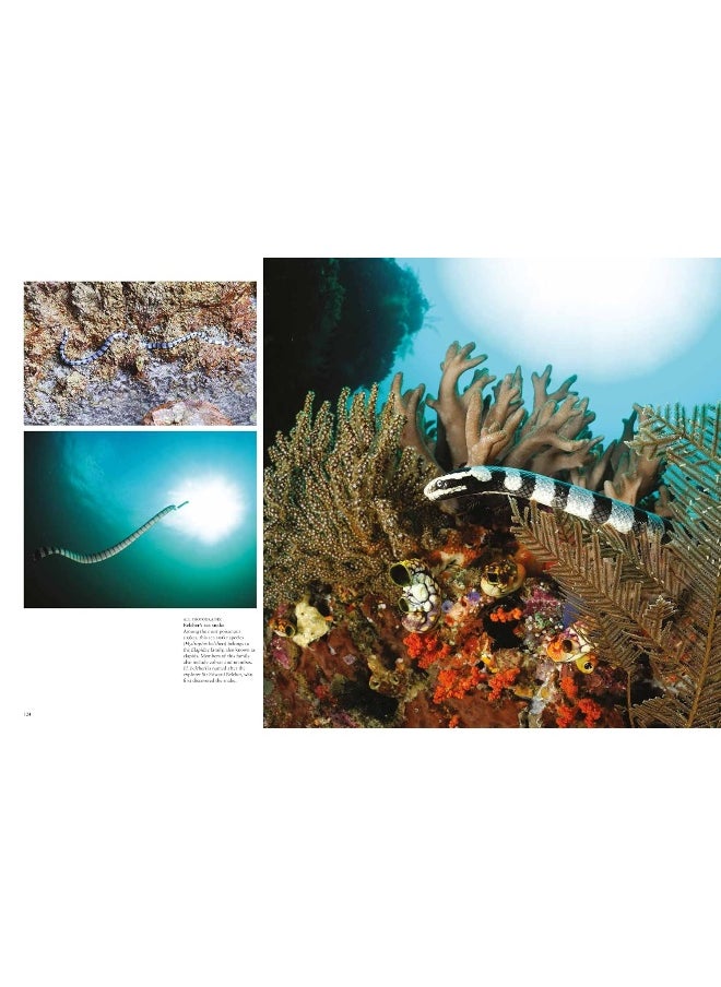 Snakes: From Vipers to Boa Constrictors  - Image 5