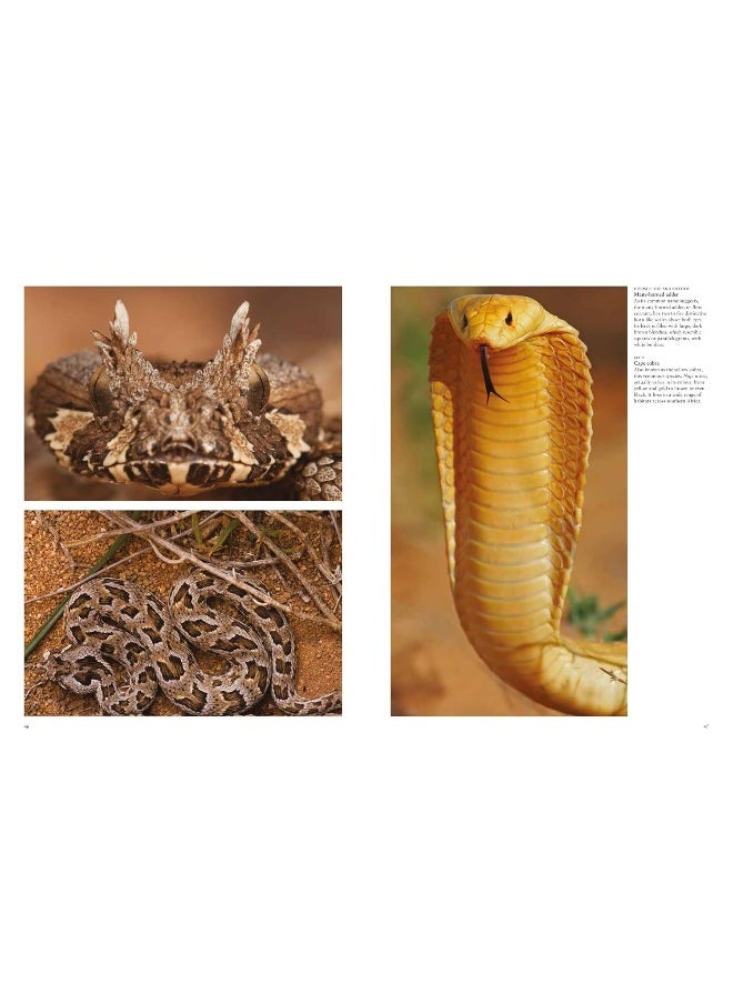 Snakes: From Vipers to Boa Constrictors  - Image 2
