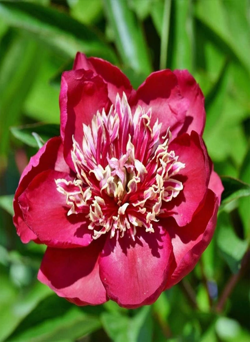 GGOOT 3Pcs Peony seeds Perennial Red Flowers for Outdoor Garden Balcony Courtyard Planting Spring Blossom Bright Garden Decoration - Image 2