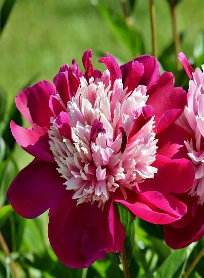 GGOOT 3Pcs Peony seeds Perennial Red Flowers for Outdoor Garden Balcony Courtyard Planting Spring Blossom Bright Garden Decoration - Image 1