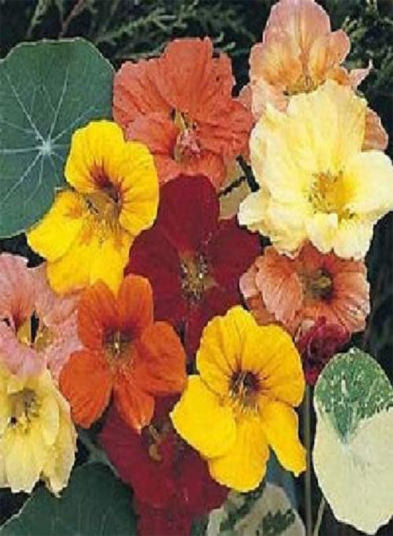 GGOOT - Nasturtium Jewel Mix Dwarf Bushy 10 Flower Seeds - Extremely Vigorous - Image 2