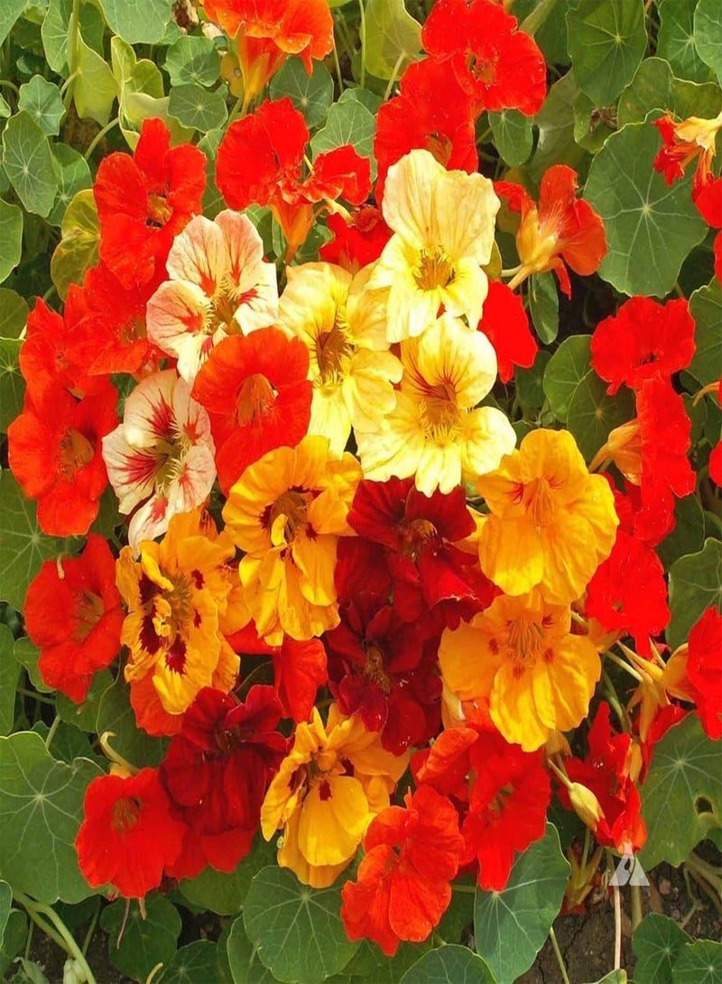 GGOOT - Nasturtium Jewel Mix Dwarf Bushy 10 Flower Seeds - Extremely Vigorous - Image 1