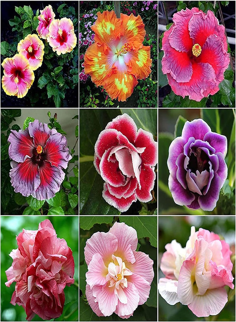 GGOOT 200pcs Multi Color Mixing Hibiscus Seeds Rich Colors Unique Flower Shapes Flowers Varieties That are Indispensable in Daily Life - Image 1