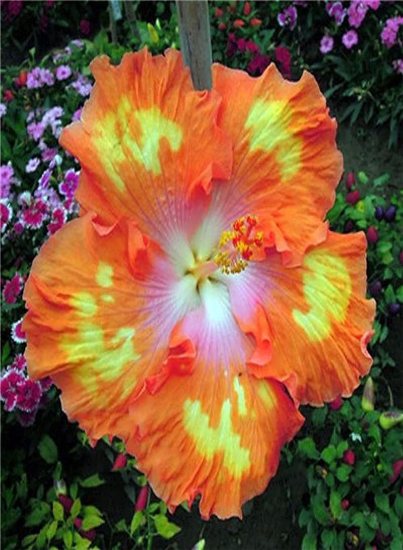 GGOOT 200pcs Multi Color Mixing Hibiscus Seeds Rich Colors Unique Flower Shapes Flowers Varieties That are Indispensable in Daily Life - Image 2